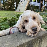 Bridges Professional Park Animal Hospital ico