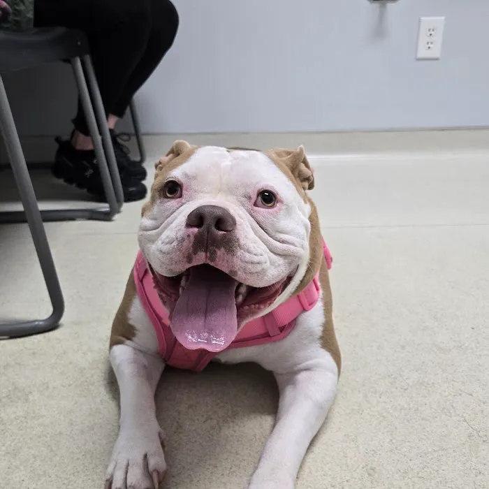 Bridges Professional Park Animal Hospital Picture 2
