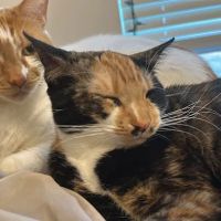 Felines First Veterinary Hospital ico