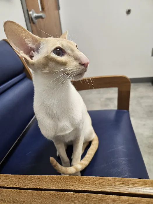 Felines First Veterinary Hospital Picture 4