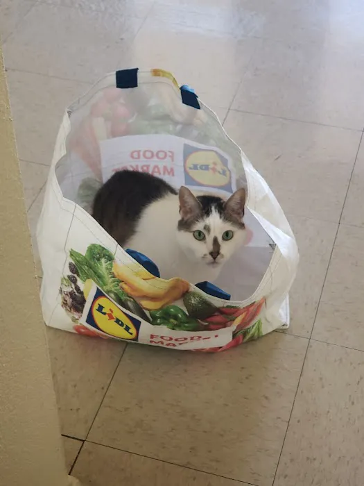 Felines First Veterinary Hospital Picture 8