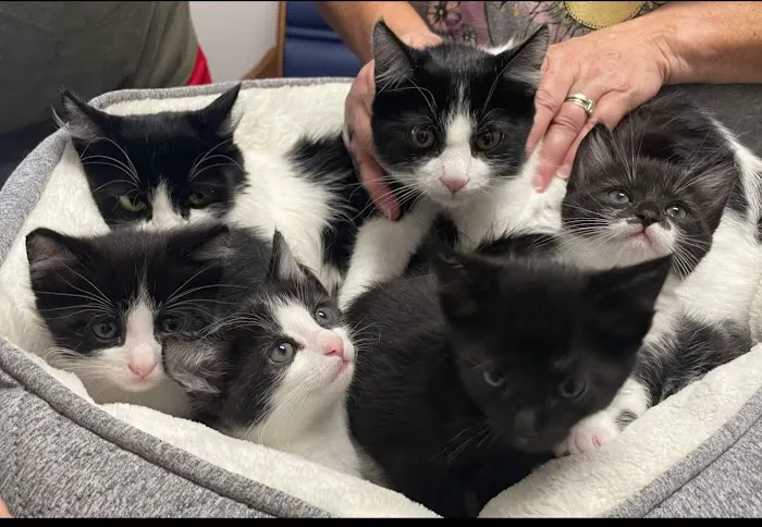 Felines First Veterinary Hospital Picture 6