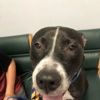 Craven Animal Hospital ico