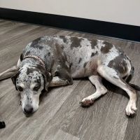 Beaufort Veterinary Hospital ico