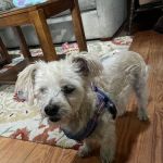 Live Oak Veterinary Hospital
