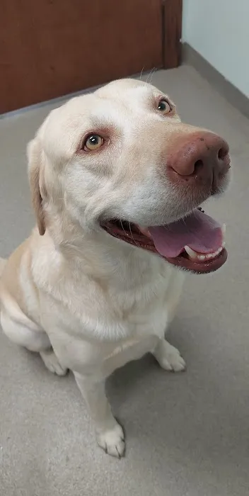 Live Oak Veterinary Hospital Picture 6