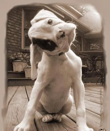 Live Oak Veterinary Hospital Picture 8