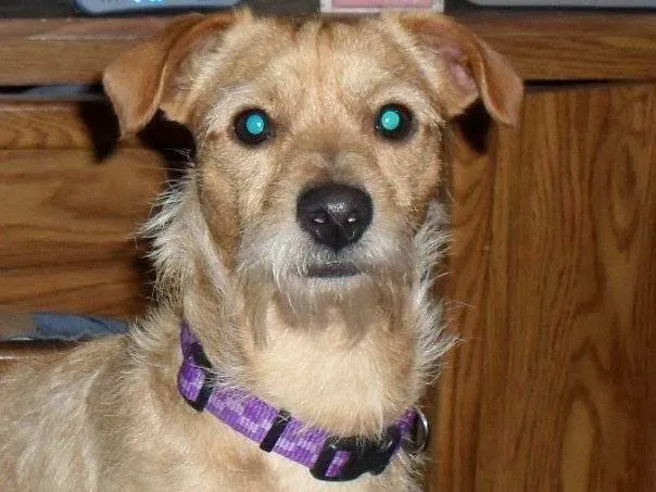 Live Oak Veterinary Hospital Picture 9