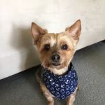 Austin Veterinary Animal Hospital