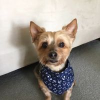 Austin Veterinary Animal Hospital ico