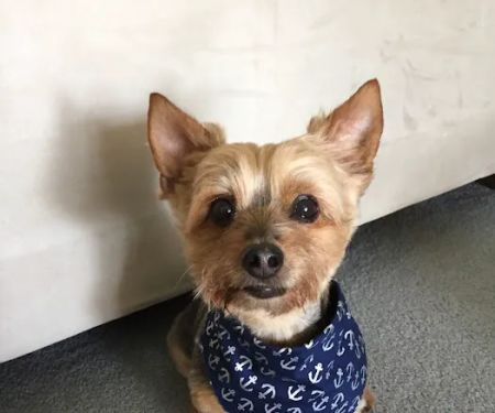 Austin Veterinary Animal Hospital