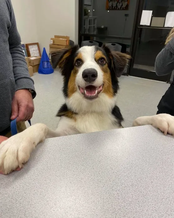 Austin Veterinary Animal Hospital Picture 4