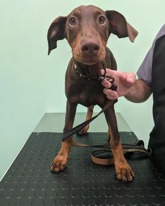Austin Veterinary Animal Hospital Picture 8