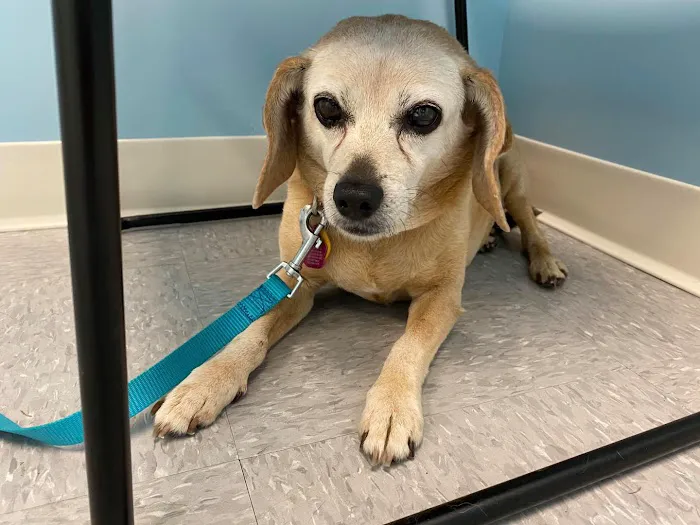 Austin Veterinary Animal Hospital Picture 6