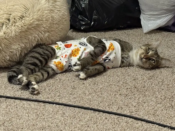 Verdigris Pet Hospital and Emergency Care Picture 1