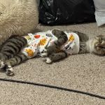 Verdigris Pet Hospital and Emergency Care