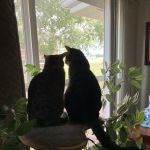 House-Call Veterinary Service