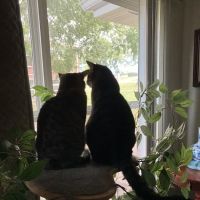 House-Call Veterinary Service ico