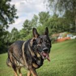 Russell Veterinary Services