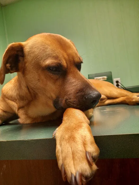 Harrogate Hospital for Animals Picture 4