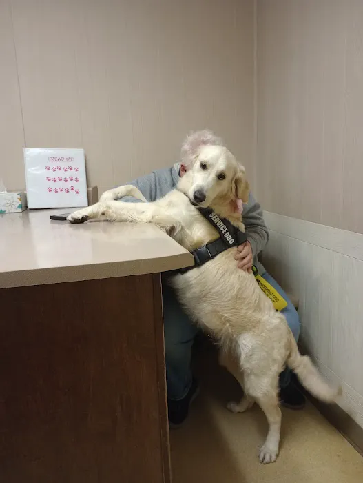 Harrogate Hospital for Animals Picture 7