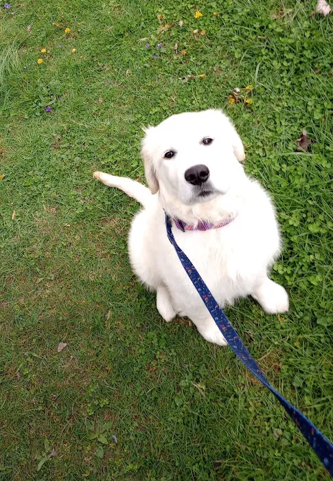 Harrogate Hospital for Animals Picture 10