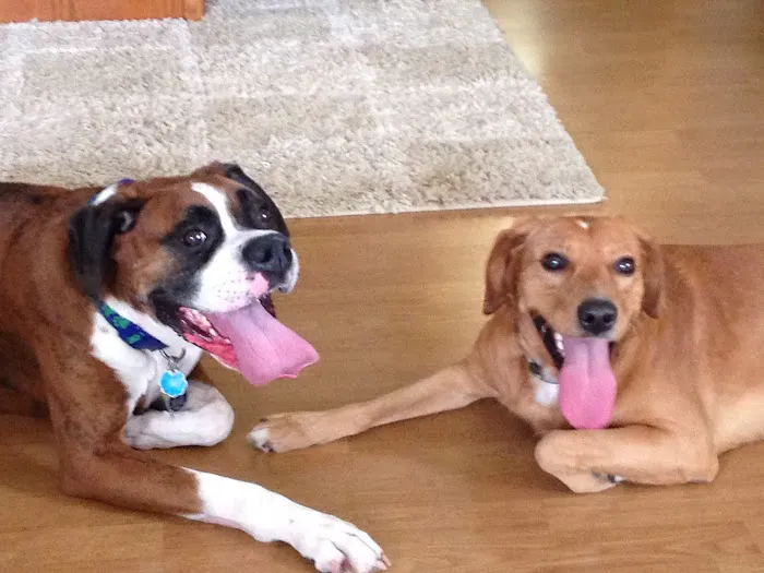 Seelhorst Veterinary Hospital Picture 4