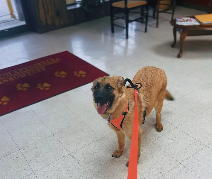 Seelhorst Veterinary Hospital Picture 1