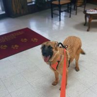 Seelhorst Veterinary Hospital ico