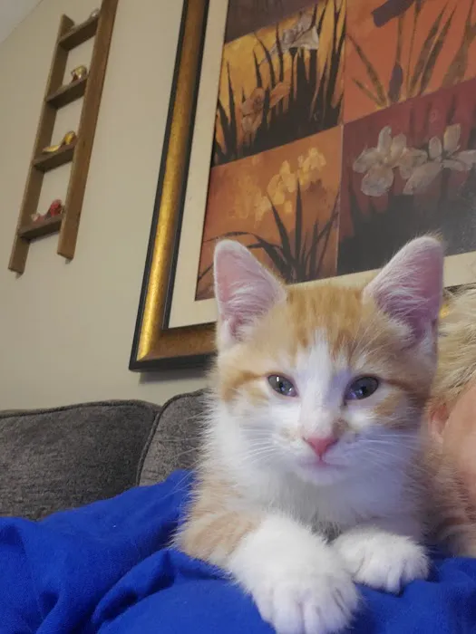 Animal Hospital of Campbell County Picture 2