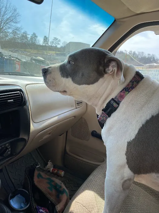 Animal Hospital of Campbell County Picture 1