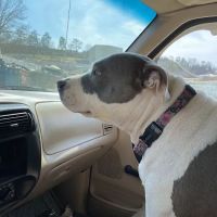 Animal Hospital of Campbell County ico