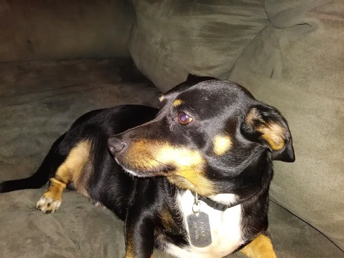 Animal Hospital of Campbell County Picture 6