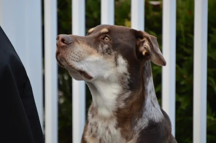 Animal Hospital of Campbell County Picture 5