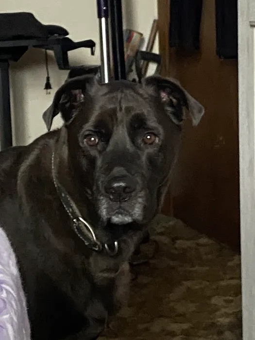 Animal Hospital of Campbell County Picture 4