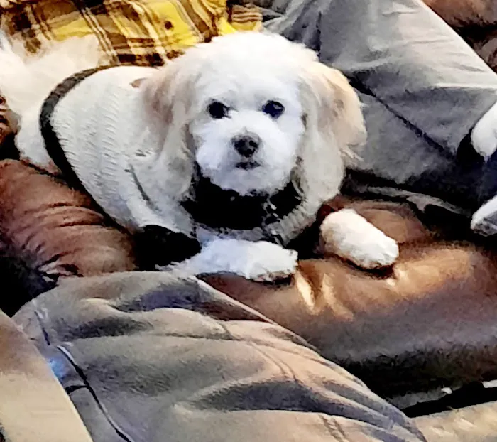 Animal Hospital of Campbell County Picture 8