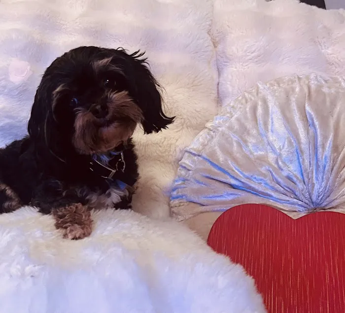 Animal Hospital of Campbell County Picture 10