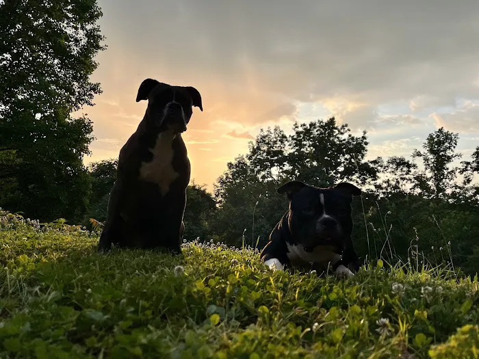 Animal Hospital of Campbell County Picture 9
