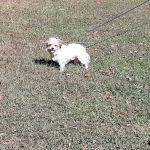 Jacksboro Veterinary Services