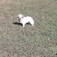Jacksboro Veterinary Services ico