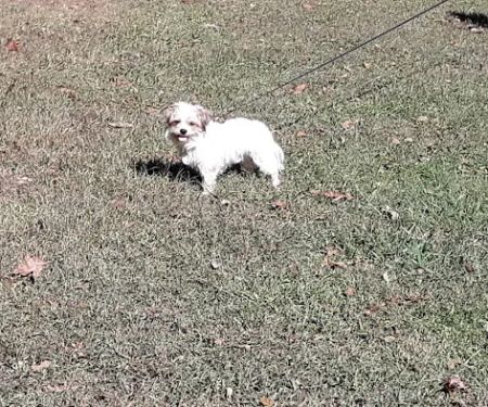 Jacksboro Veterinary Services