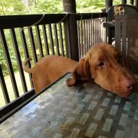 Highland Veterinary Hospital ico