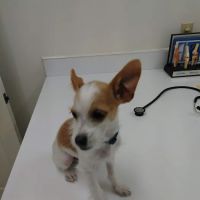Bluegrass Animal Hospital ico