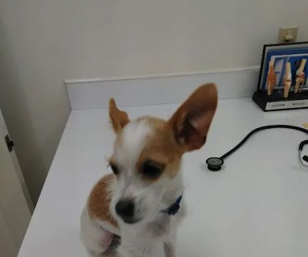 Bluegrass Animal Hospital