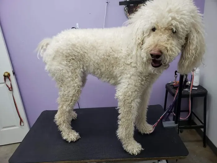 Bluegrass Animal Hospital Picture 3