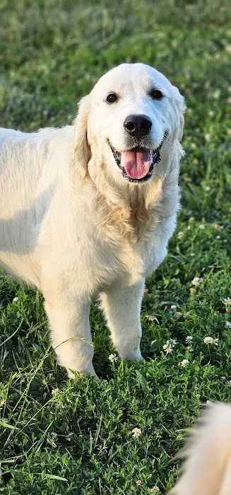 Commonwealth Animal Hospital Picture 1