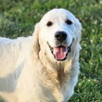Commonwealth Animal Hospital ico