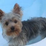 Russell County Animal Clinic