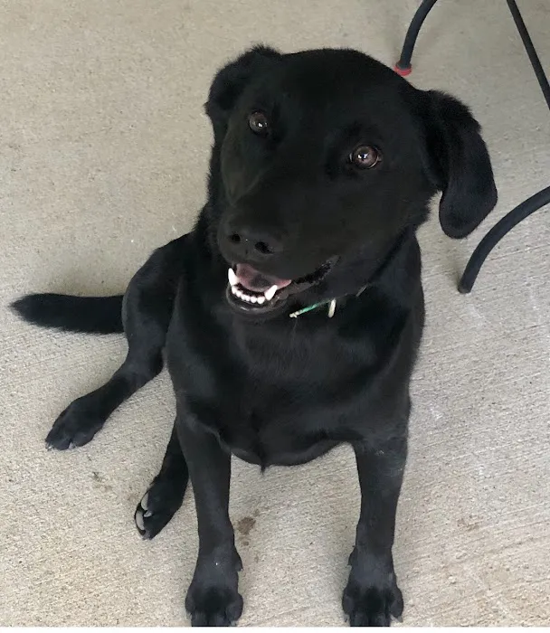 Russell County Animal Clinic Picture 7