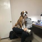 Cumberland Animal Hospital